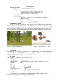 Terminalia alata - Cambodia Tree Seed Project