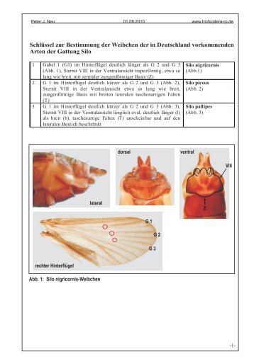 (Bestimmungsschl\374ssel Silo-Wei...) - Trichoptera-RP