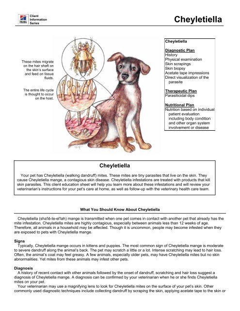 how do i know if my dog has walking dandruff