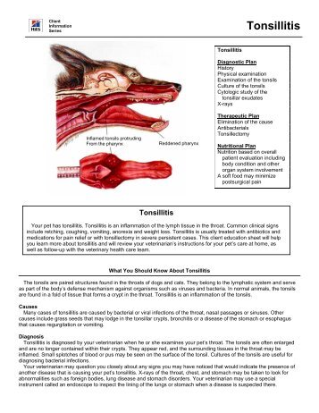 Tonsillitis - HillsVet