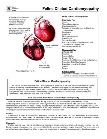 Feline Dilated Cardiomyopathy - HillsVet