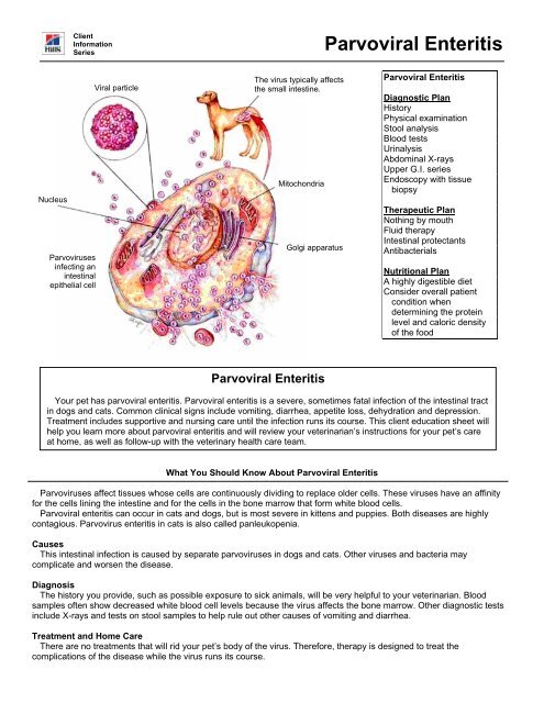 Parvoviral Enteritis - HillsVet