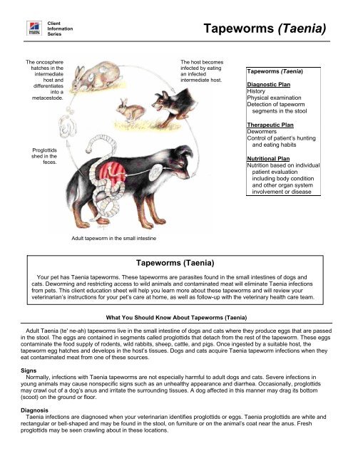 Tapeworms (Taenia) - HillsVet