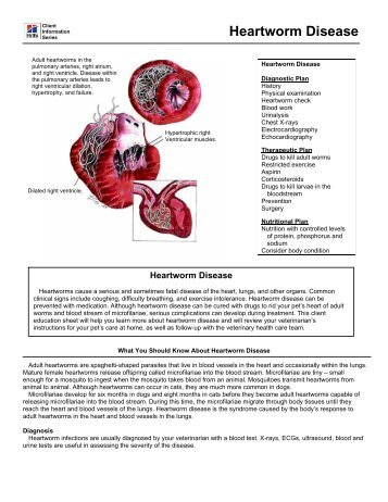 Heartworm Disease - HillsVet