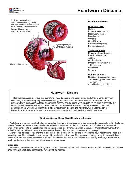 Heartworm Disease - HillsVet