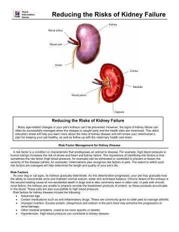 Reducing the Risks of Kidney Failure - HillsVet