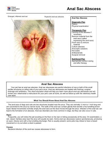 Anal Sac Abscess - HillsVet