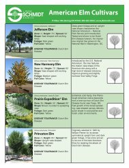 Jfschmidt.com: American Elm Cultivars