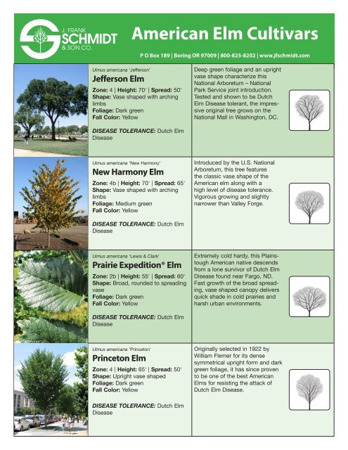 Jfschmidt.com: American Elm Cultivars