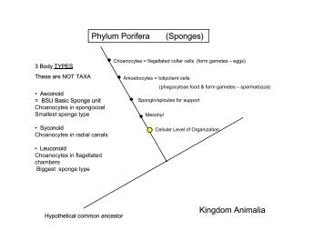 Phylum Porifera (Sponges) Kingdom Animalia