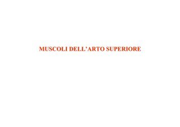 MUSCOLI DELL’ARTO SUPERIORE