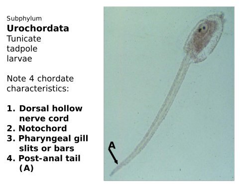 Phylum Chordata