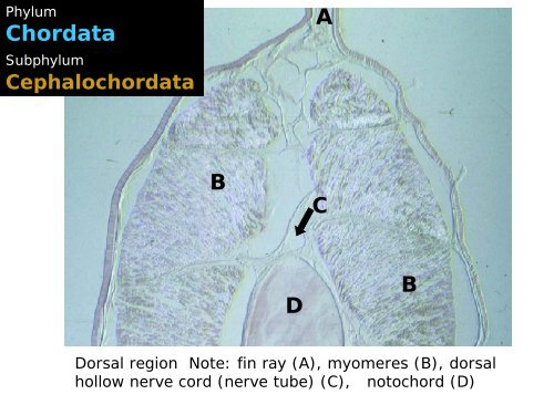 Phylum Chordata