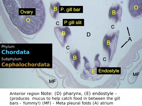 Phylum Chordata