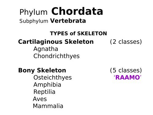 Phylum Chordata