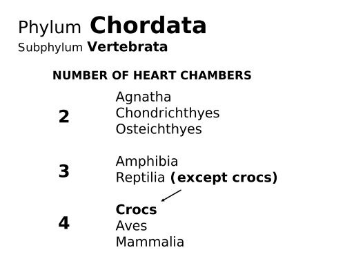 Phylum Chordata