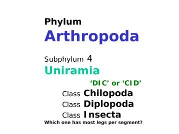 Phylum Arthropoda