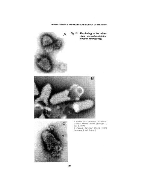 in rabies - libdoc.who.int - World Health Organization