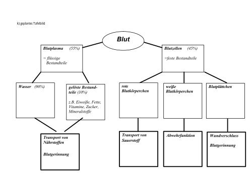Bestandteile Und Aufgaben Des Blutes Arbeitsblatt Schroedel j) Lösung für schematis