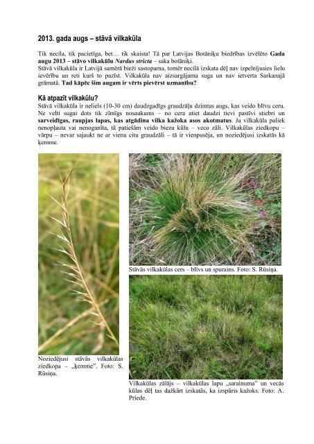 2013. gada augs – stāvā vilkakūla - Latvijas Botāniķu Biedrība