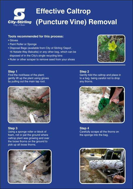 Effective Caltrop (Puncture Vine) Removal - City of Stirling