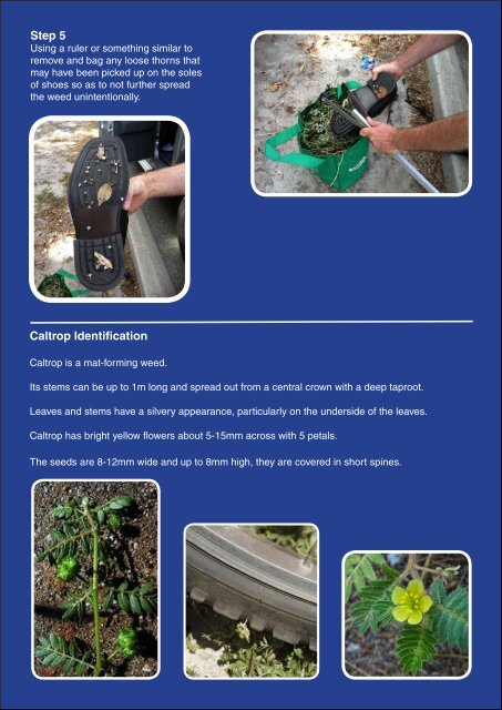 Effective Caltrop (Puncture Vine) Removal - City of Stirling