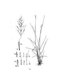 Chrysopogon fallax - Tropical Grassland Society