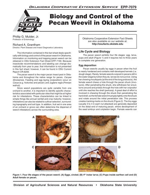 Biology and Control of the Pecan Weevil in Oklahoma - OSU Fact ...