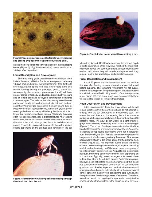 Biology and Control of the Pecan Weevil in Oklahoma - OSU Fact ...