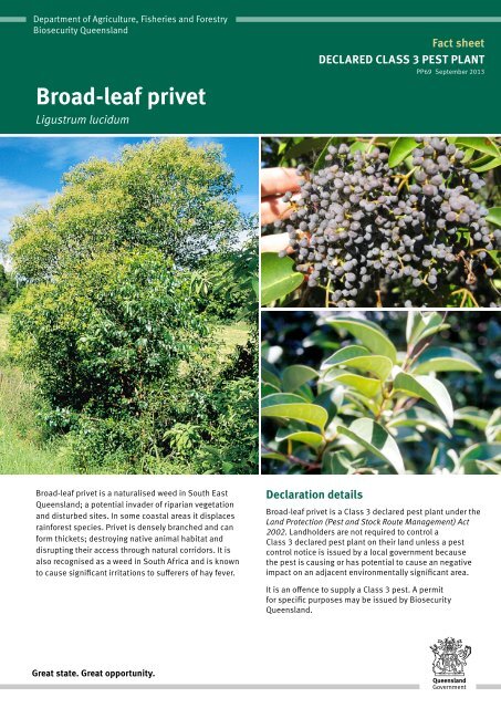 Broad-leaf privet fact sheet - Department of Primary Industries