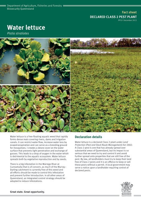 Water lettuce - Pistia stratiotes