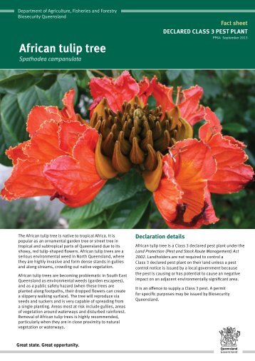 African tulip tree