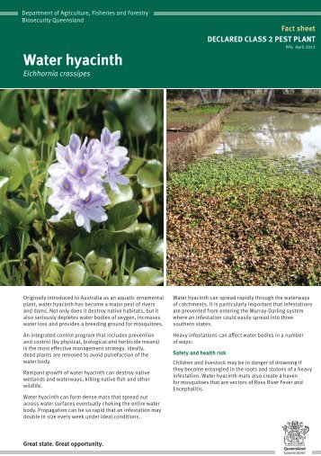 Water hyacinth - Department of Primary Industries