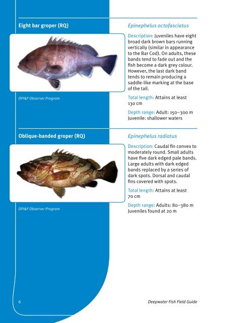 Deepwater Fish Field Guide - Department of Primary Industries ...