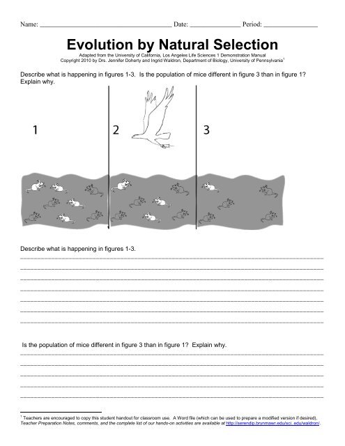 Evolution by natural selection worksheet - Trussville City Schools