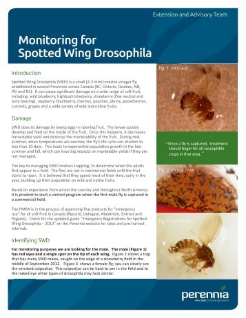 Monitoring for Spotted Wing Drosophila - Perennia