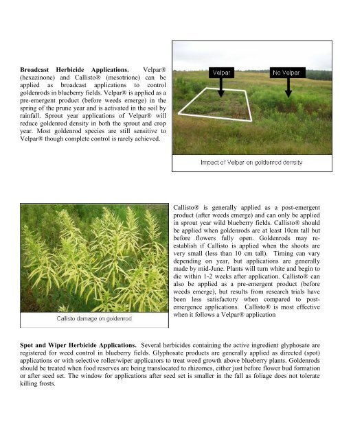 Goldenrod Management in Wild Blueberry - Perennia