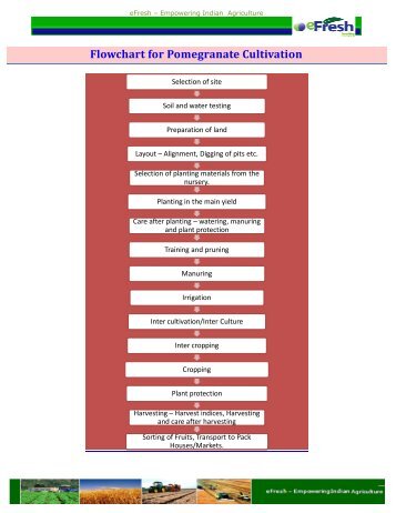 Flowchart for Pomegranate Cultivation - Efresh India