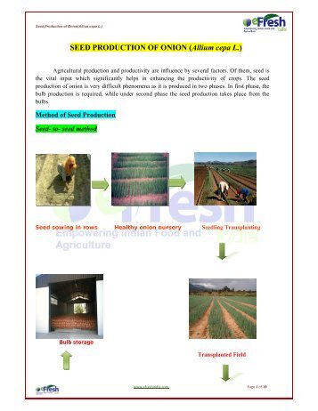 SEED PRODUCTION OF ONION (Allium cepa L.) - Efresh India