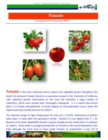 Tomato - Efresh India
