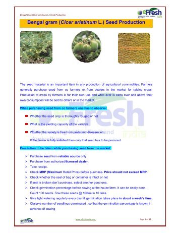 Bengal gram (Cicer arietinum L.) Seed Production - Efresh India