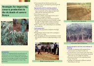Strategies for improving cassava production in the drylands