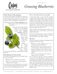 Growing Blueberries - Orchard Nursery