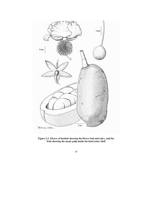 Baobab Monograph.pdf - Crops for the Future