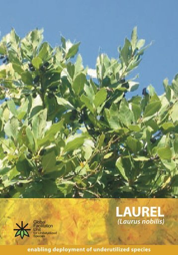 What is Laurel and where does it come from? - Crops for the Future