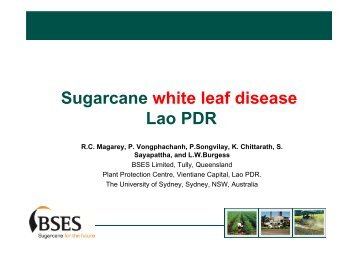 Sugarcane white leaf disease Lao PDR