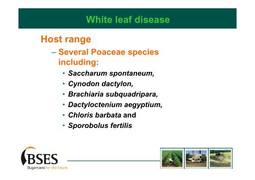 Sugarcane white leaf disease Lao PDR