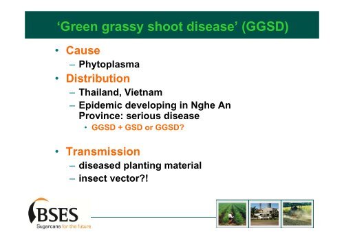 Sugarcane white leaf disease Lao PDR