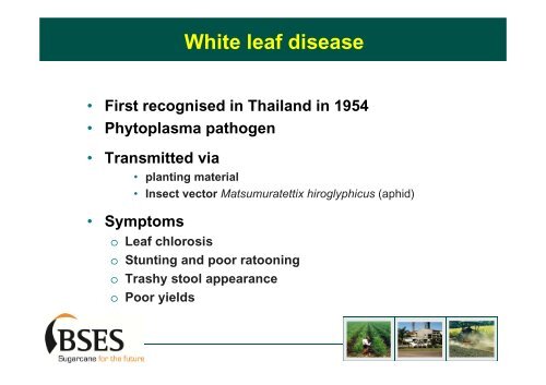 Sugarcane white leaf disease Lao PDR