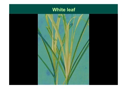 Sugarcane white leaf disease Lao PDR